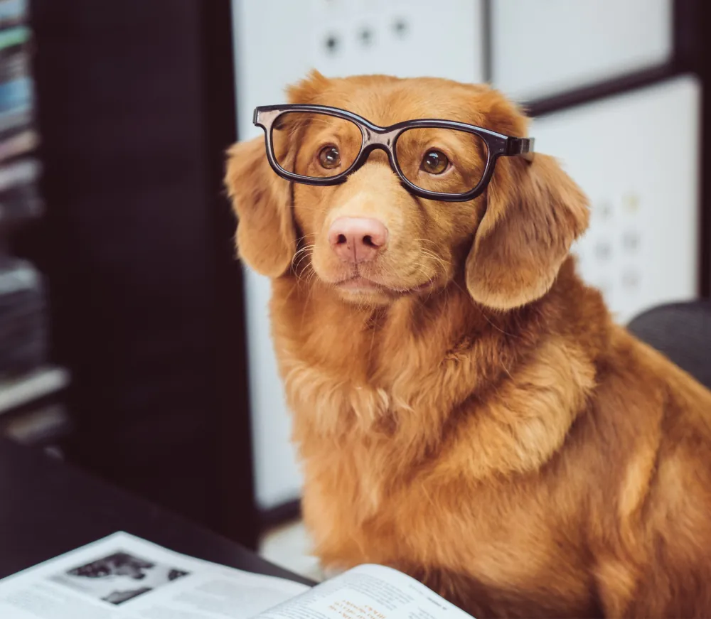 Seresto Collar Premium Website