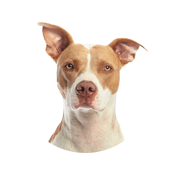 Seresto Collar Premium Website